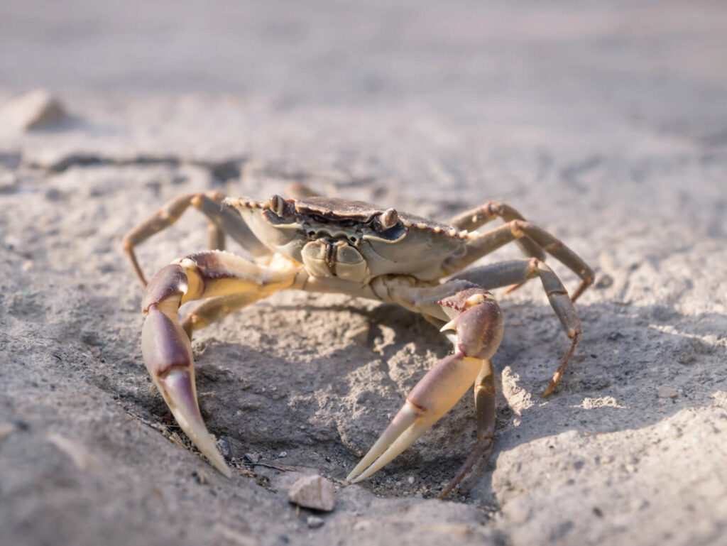 Fang krabber ved stranden og havnen i Thyborøn